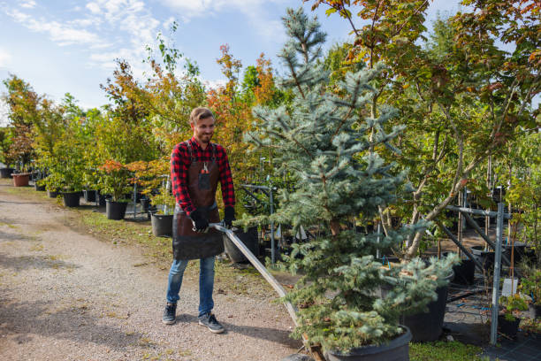 Professional Tree Care  in Altamont, IL